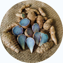 Black Turmeric