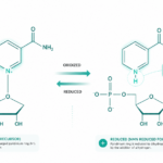 NMN vs NMNH: What’s the Difference and Which Is Better?