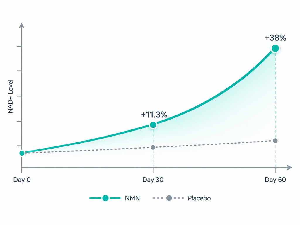 Phase 4: 8–12 Week